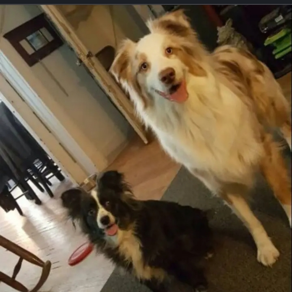 Please help Cosmo, aka "Big Happy" my red Merle aussie has cancer 😭🥺 - Picture 9 of 17
